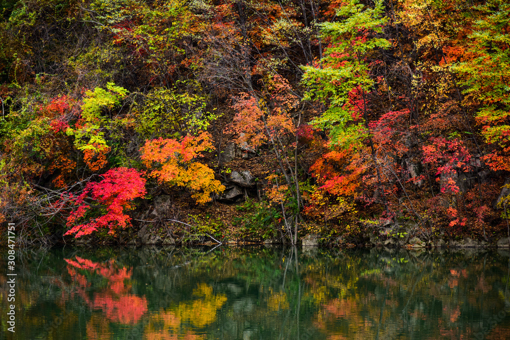 Colourful autumn foliage