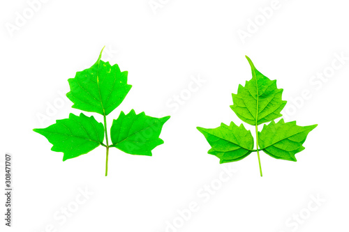 Two green leaves on the front and back on a white background.