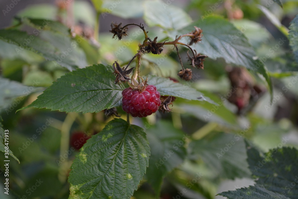 Raspberry. Rubus idaeus, shrub, a species of the Rubus genus of the family Rosaceae. Green bushes Raspberry. Rubus idaeus, shrub, a species of the Rubus genus of the family Rosaceae. Green bushes
