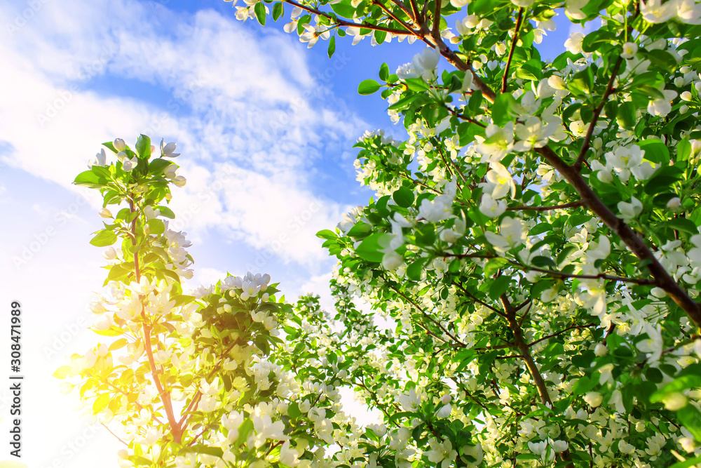 Fototapeta premium Apple tree flowers in spring on a sunny day. Spring landscape.