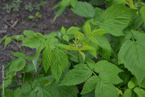 Wallpaper Mural Rubus idaeus, shrub, a species of the Rubus genus of the family Rosaceae. Raspberry ordinary. Gardening. Home garden, bed. Young shoots. Green bushes Torontodigital.ca