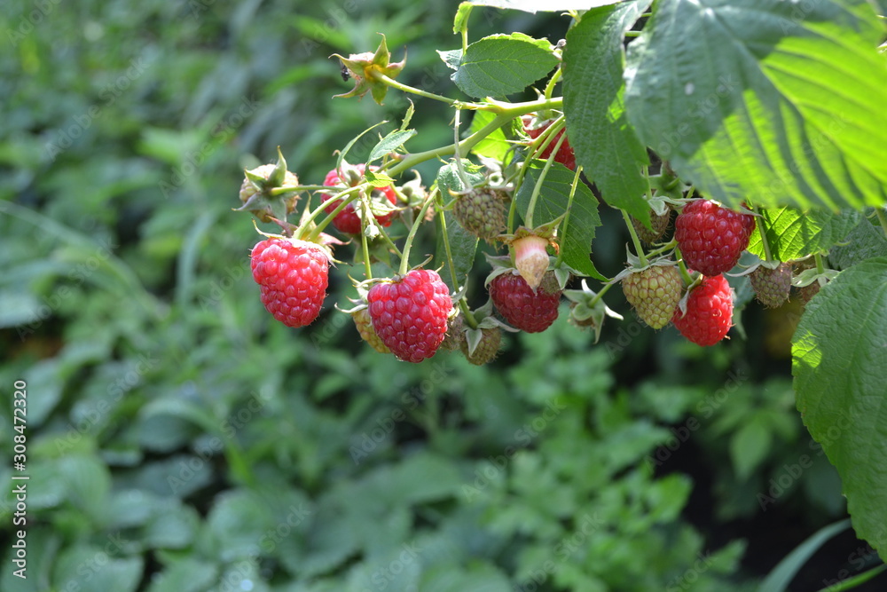 Raspberry ordinary. Rubus idaeus, shrub, a species of the Rubus genus of the family Rosaceae. Tasty and healthy. Red berries Raspberry ordinary. Rubus idaeus, shrub, a species of the Rubus genus of the family Rosaceae. Tasty and healthy. Red berries
