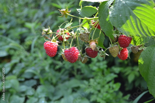 Raspberry ordinary. Rubus idaeus  shrub  a species of the Rubus genus of the family Rosaceae. Tasty and healthy. Red berries