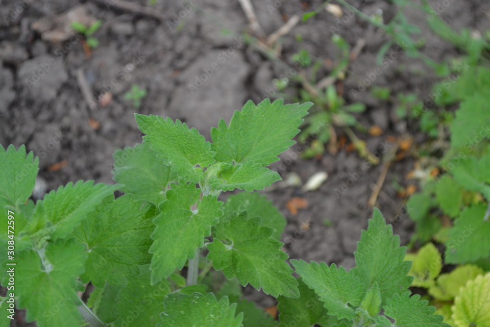 Green leaves. Nice smell. Tea. Gardening. Home garden, flower bed. House, field. Melissa officinalis. Perennial essential oil herb Green leaves. Nice smell. Tea. Gardening. Home garden, flower bed. House, field. Melissa officinalis. Perennial essential oil herb