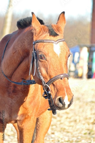 The expressive gaze of an arab red horse