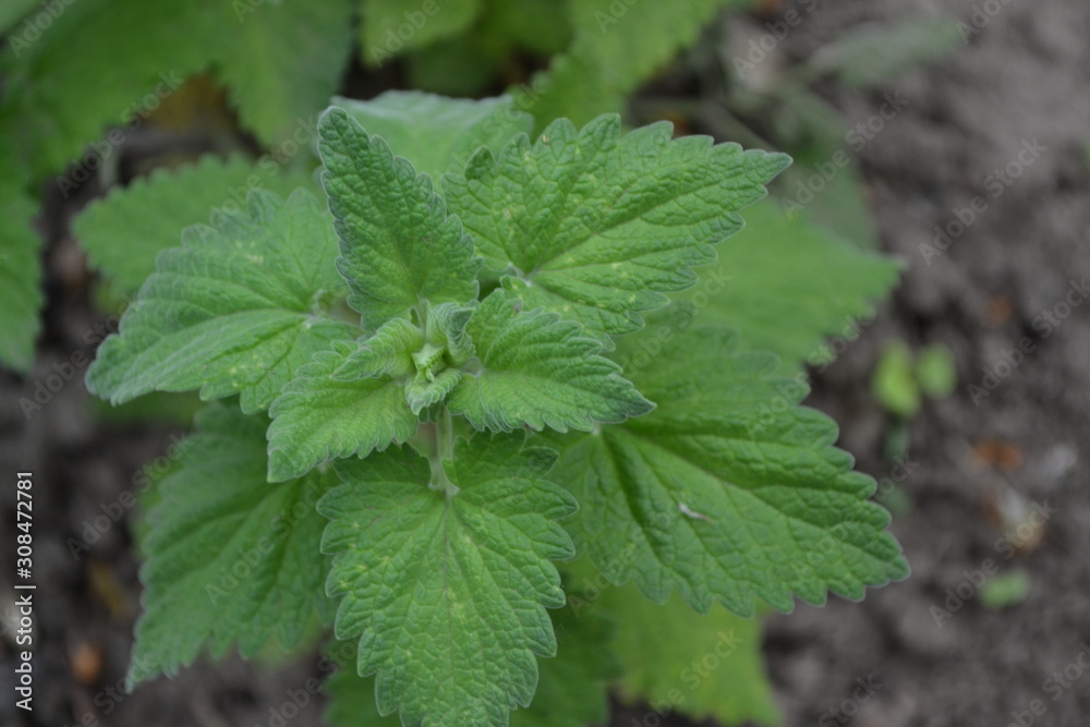 Green leaves. Tea. Gardening. Home garden. Melissa officinalis. Perennial essential oil herb Green leaves. Tea. Gardening. Home garden. Melissa officinalis. Perennial essential oil herb
