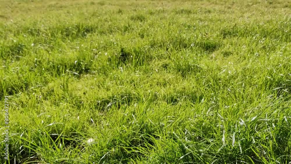 Slow motion of fresh grass blown by the wind Slow motion of fresh grass blown by the wind