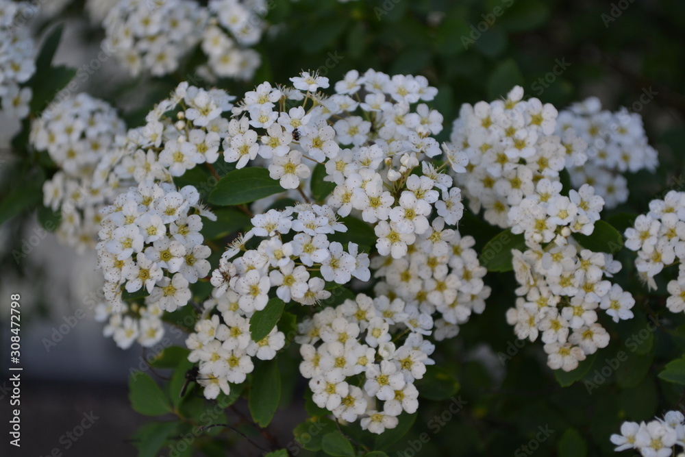 Gardening. Home garden, flower bed. House, field, farm, village. Green leaves, bushes. Spirea Wangutta. Spiraea vanhouttei, ornamental shrub of the Rosaceae family. White flowers Gardening. Home garden, flower bed. House, field, farm, village. Green leaves, bushes. Spirea Wangutta. Spiraea vanhouttei, ornamental shrub of the Rosaceae family. White flowers