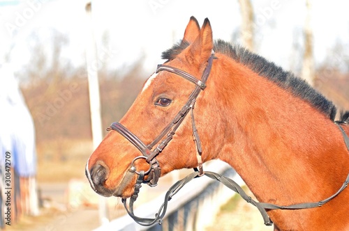 Profile of the arabian stallion © Дина Попова