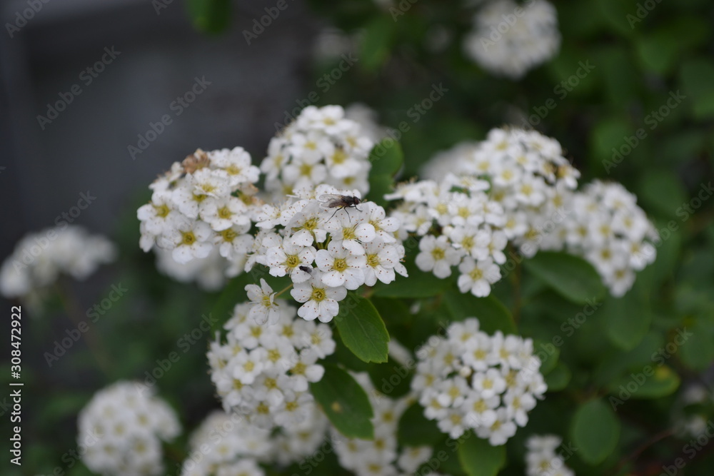 Spiraea vanhouttei, ornamental shrub of the Rosaceae family. Spirea Wangutta. White Spiraea vanhouttei, ornamental shrub of the Rosaceae family. Spirea Wangutta. White