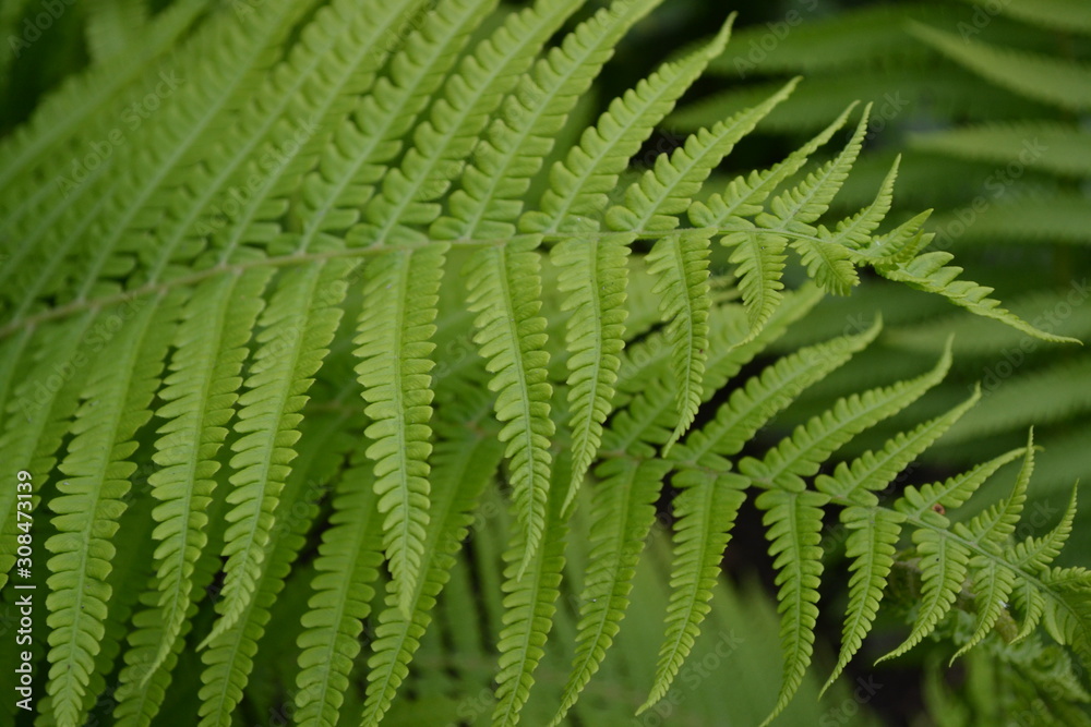 Fern. Polypodiophyta. Fern Leaf - Frond. Gardening. Home. Green leaves, bushes. Decoration flower beds, beautiful curls Fern. Polypodiophyta. Fern Leaf - Frond. Gardening. Home. Green leaves, bushes. Decoration flower beds, beautiful curls