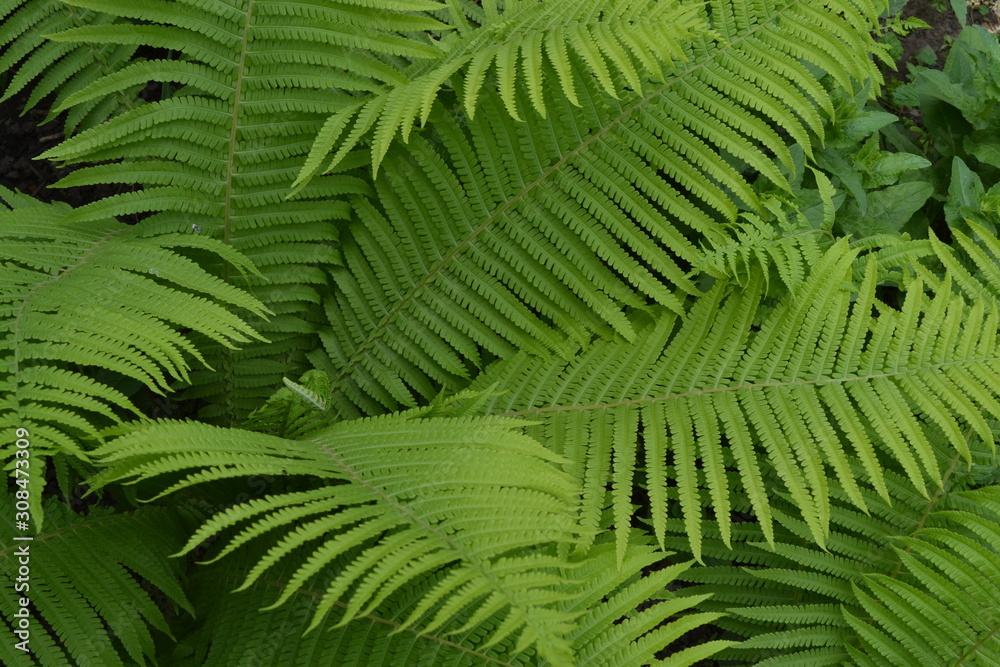 Home garden, flower bed. House, field, farm, village. Gardening. Green leaves, bushes. Decoration flower beds, beautiful curls. Fern. Polypodiophyta. Fern Leaf - Frond