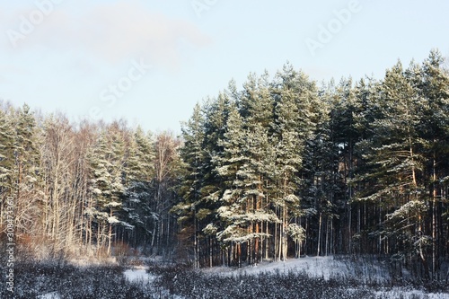 Beautiful winter landscape of snow and trees