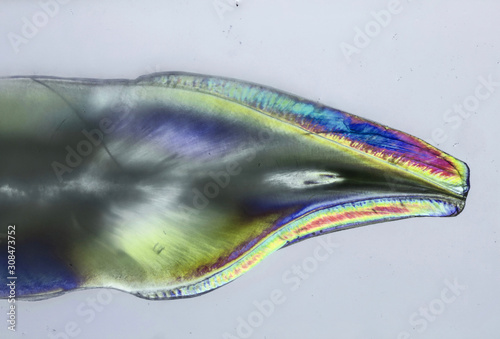 Photography Tooth slice macro