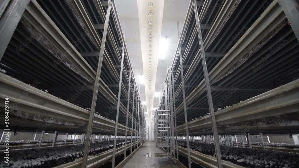 White mushrooms in hothouse. Fresh champignons in greenhouse. Shelves rows of beds. Shampion grown mushrooms. Modern agriculture White mushrooms in hothouse. Fresh champignons in greenhouse. Shelves rows of beds. Shampion grown mushrooms. Modern agriculture