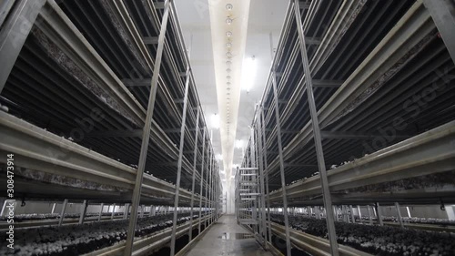 White mushrooms in hothouse. Fresh champignons in greenhouse. Shelves rows of beds. Shampion grown mushrooms. Modern agriculture photo