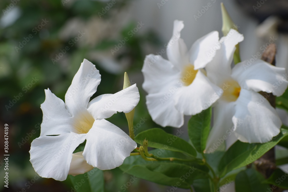 flowers in the garden flowers in the garden