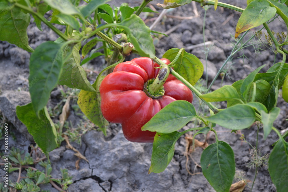 Pepper Caps. Capsicum annuum. Gardening. Agricultural vegetables. Annual herbaceous plant. Red fruits