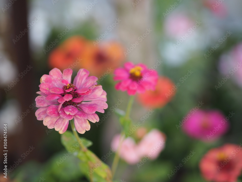 Gerbera , Barberton daisy pink color on burred of nature background space for copy write Gerbera , Barberton daisy pink color on burred of nature background space for copy write