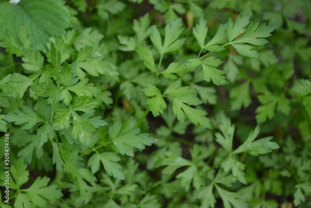 Home plants, products. Gardening. Natural. Home garden, flower bed. Green. Parsley. Petroselinum crispum, biennial herb. Popular cooking seasoning Home plants, products. Gardening. Natural. Home garden, flower bed. Green. Parsley. Petroselinum crispum, biennial herb. Popular cooking seasoning