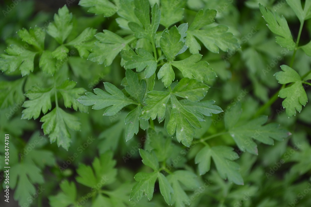Home plants, products. Gardening. Natural. Home garden, flower bed. House, field. Green leaves, bushes. Parsley. Petroselinum crispum, biennial herb. Popular cooking seasoning Home plants, products. Gardening. Natural. Home garden, flower bed. House, field. Green leaves, bushes. Parsley. Petroselinum crispum, biennial herb. Popular cooking seasoning