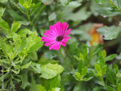 Gerbera   Barberton daisy pink color on burred of nature background space for copy write