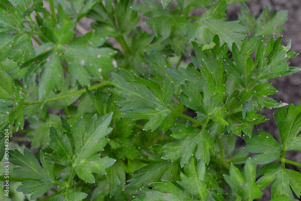 Popular cooking seasoning. Gardening. Home garden. Parsley. Petroselinum crispum, biennial herb Popular cooking seasoning. Gardening. Home garden. Parsley. Petroselinum crispum, biennial herb