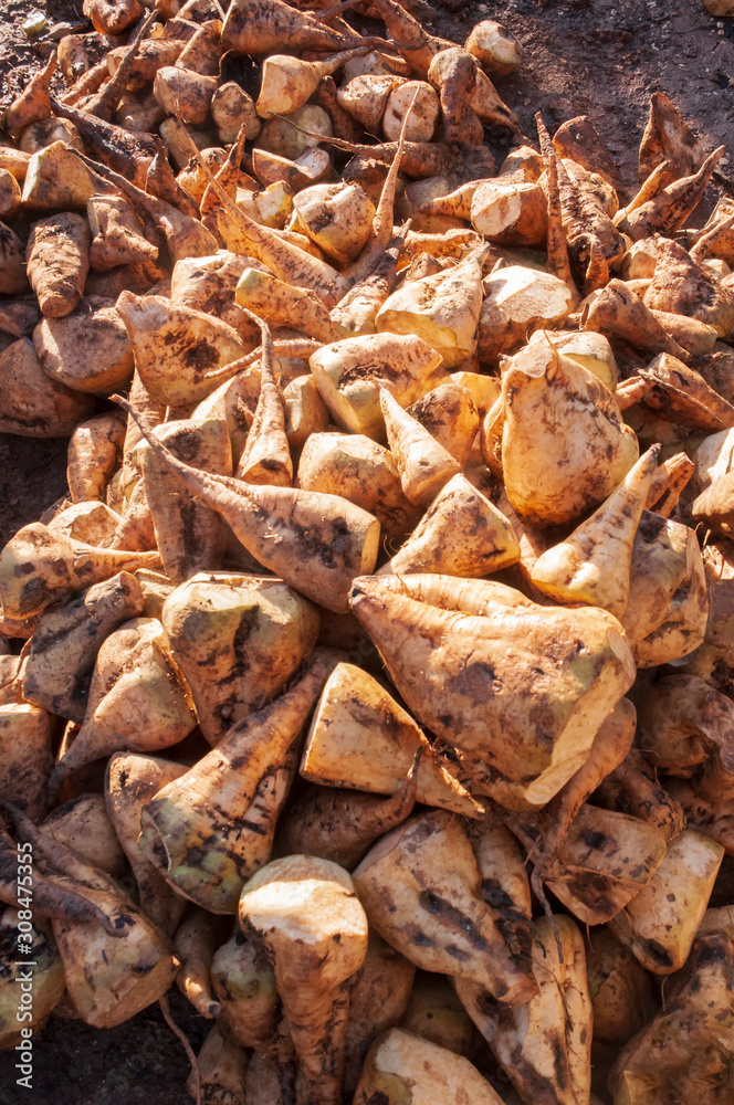 Raw beetroot, after harvest peeled and ready to be washed