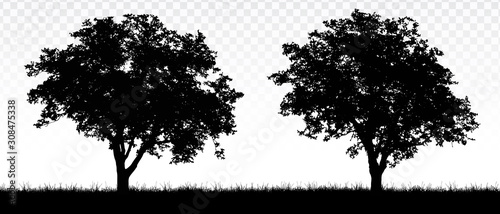 Realistic illustration of landscape with deciduous trees or forest, grass and transparent background, seamless vector