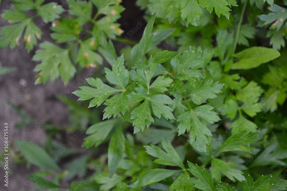 Gardening. Parsley. Petroselinum crispum, biennial herb. Home garden, flower bed. House, field, farm. Green leaves, bushes. Popular cooking seasoning Gardening. Parsley. Petroselinum crispum, biennial herb. Home garden, flower bed. House, field, farm. Green leaves, bushes. Popular cooking seasoning