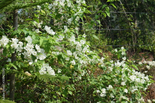  flowers in the garden