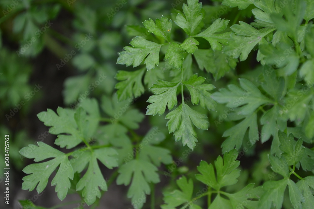 Home plants, products. Gardening. Natural. Home garden, flower bed. House. Green leaves, bushes. Parsley. Petroselinum crispum, biennial herb. Popular cooking seasoning Home plants, products. Gardening. Natural. Home garden, flower bed. House. Green leaves, bushes. Parsley. Petroselinum crispum, biennial herb. Popular cooking seasoning