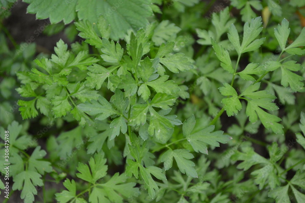 Home plants, products. Gardening. Natural. Home garden, flower bed. Parsley. Petroselinum crispum, biennial herb. Popular cooking seasoning Home plants, products. Gardening. Natural. Home garden, flower bed. Parsley. Petroselinum crispum, biennial herb. Popular cooking seasoning