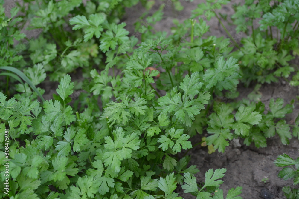 Home garden, bed. Gardening. Home plants, products. Natural. Parsley. Petroselinum crispum, biennial herb. Popular cooking seasoning Home garden, bed. Gardening. Home plants, products. Natural. Parsley. Petroselinum crispum, biennial herb. Popular cooking seasoning