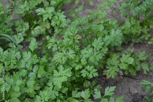 Home garden, bed. Gardening. Home plants, products. Natural. Parsley. Petroselinum crispum, biennial herb. Popular cooking seasoning