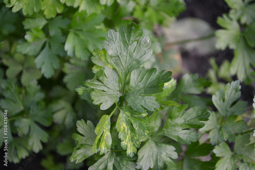 Gardening Home plants, products. Natural. Home garden, flower bed. Green. Parsley. Petroselinum crispum, biennial herb. Popular cooking seasoning Gardening Home plants, products. Natural. Home garden, flower bed. Green. Parsley. Petroselinum crispum, biennial herb. Popular cooking seasoning