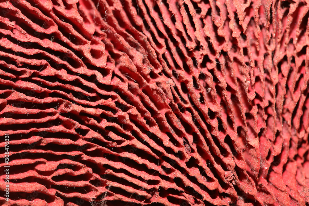 Dried mushroom potpourri cup abstract close up fifty megapixels high quality prints Dried mushroom potpourri cup abstract close up fifty megapixels high quality prints