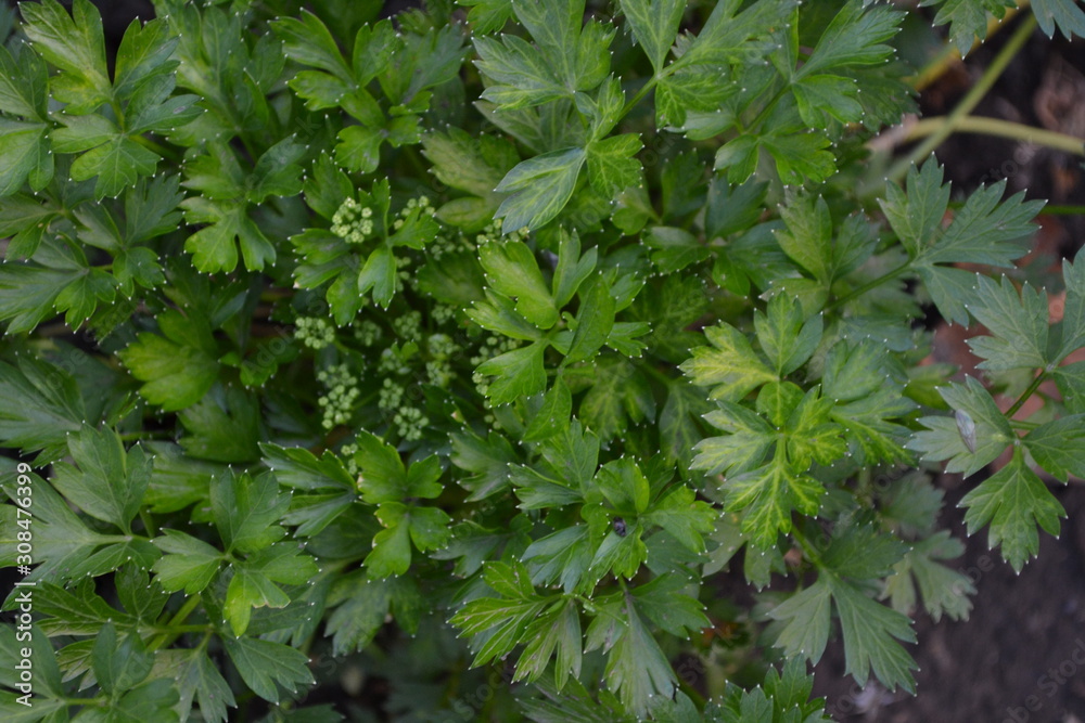 Fototapeta premium Gardening. Home garden, flower bed. House, field, farm. Green leaves, bushes. Parsley. Petroselinum crispum, biennial herb. Popular cooking seasoning