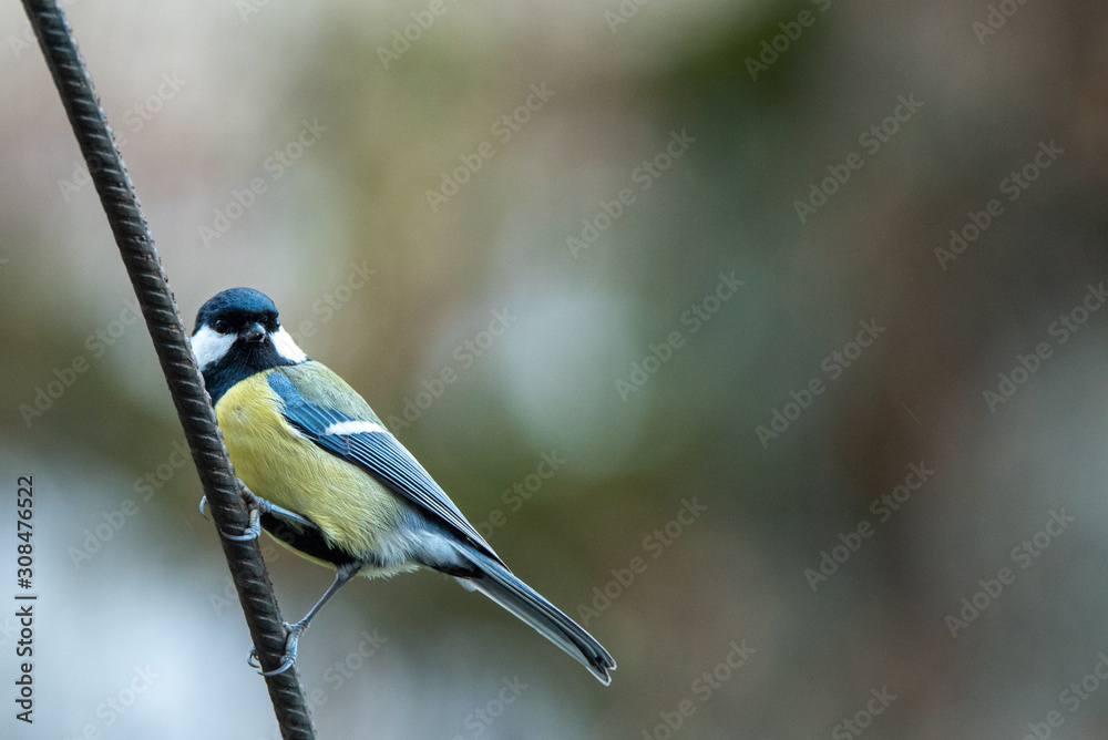 Fototapeta premium Mésange charbonnière