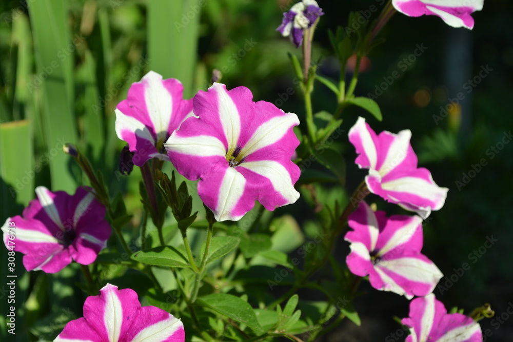 Home garden, flower bed. Gardening. Green leaves. Petunia flower. Blooming petunia hybrid. Herbaceous or semi-shrub perennial plant of the family Solanaceae Home garden, flower bed. Gardening. Green leaves. Petunia flower. Blooming petunia hybrid. Herbaceous or semi-shrub perennial plant of the family Solanaceae