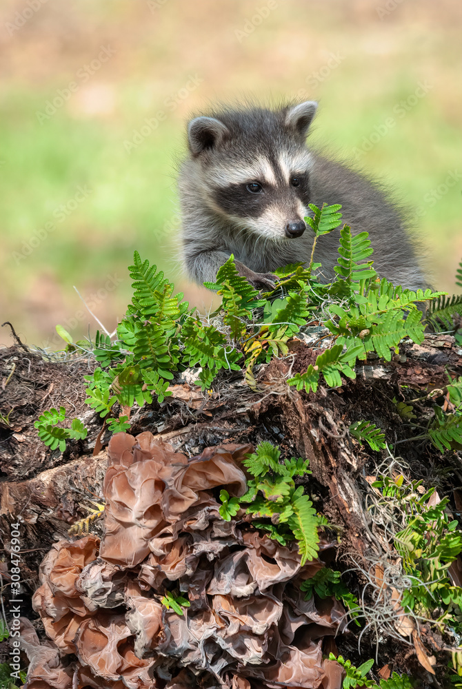 Naklejka premium A tiny baby raccoon sits on a fallen tree covered with ferns and fungus.