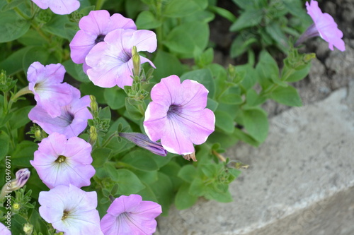 Gardening. Home garden  flower bed. Green leaves. Petunia flower. Blooming petunia hybrid. Herbaceous or semi-shrub perennial plant of the family Solanaceae