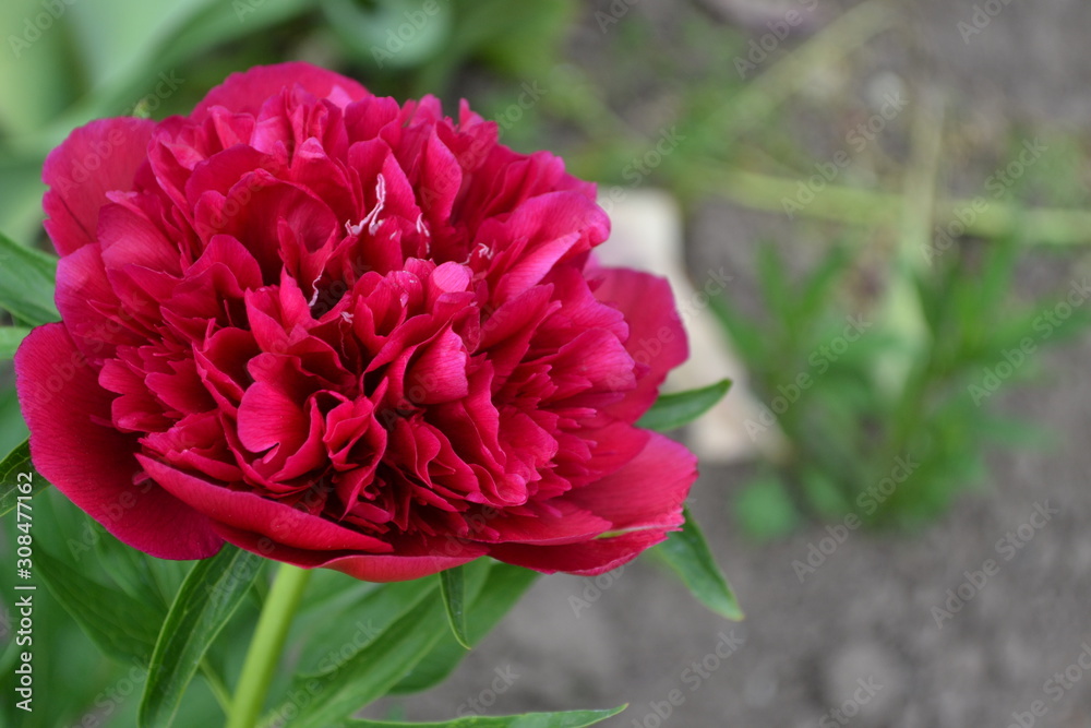 Home garden, flower bed. House, field, farm. Green leaves, bushes. Flower Peony. Gardening. Paeonia, herbaceous perennials and deciduous shrubs. Red flowers