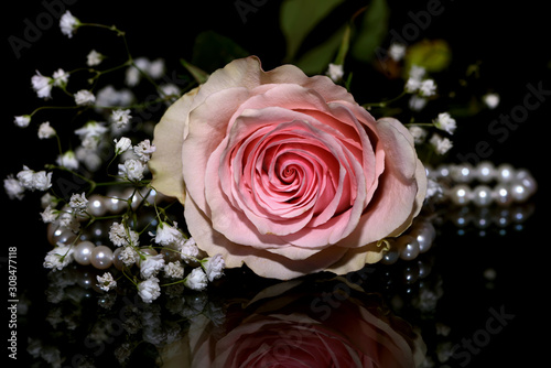 rose pink pearl glass reflection black background