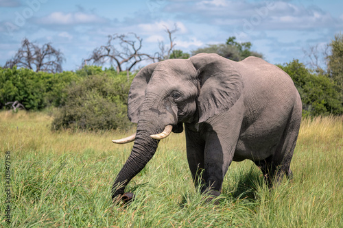 A large male elephant eating grass in a clearing.  Image taken in the Okavango Delta  Botswana.