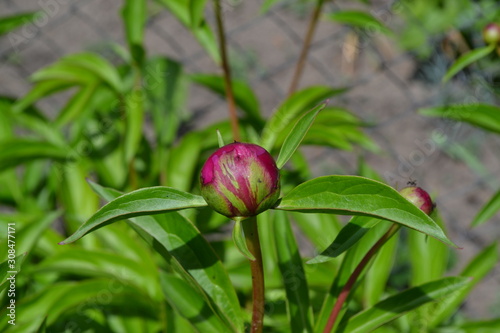 Home garden, flower bed. House. Gardening. Green leaves, bushes. Flower Peony. Paeonia, herbaceous perennials and deciduous shrubs. Young buds photo