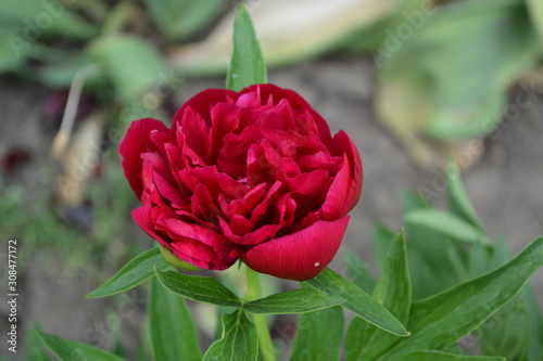 Foto Home garden, flower bed