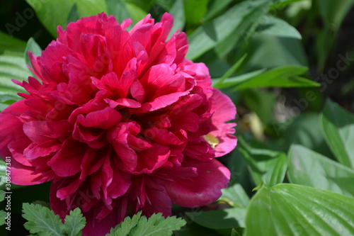Home garden, flower bed. Gardening. House. Green leaves, bushes. Flower Peony. Paeonia, herbaceous perennials and deciduous shrubs. Red flowers