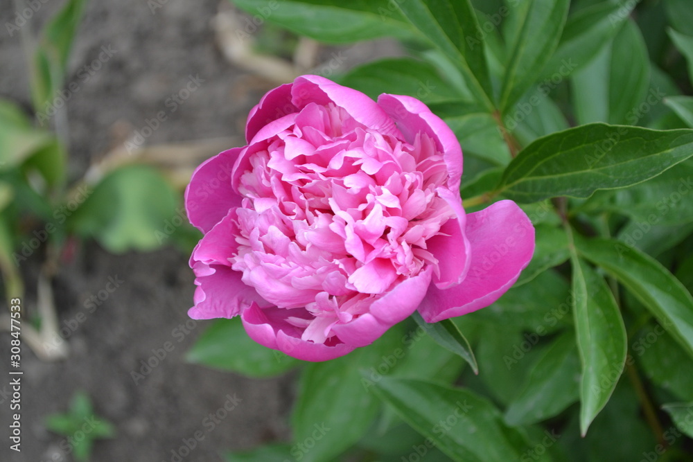 Gardening Home garden, flower bed. House, field, farm, village. Green leaves, bushes. Flower Peony. Paeonia, herbaceous perennials and deciduous shrubs. Pink flowers Gardening Home garden, flower bed. House, field, farm, village. Green leaves, bushes. Flower Peony. Paeonia, herbaceous perennials and deciduous shrubs. Pink flowers