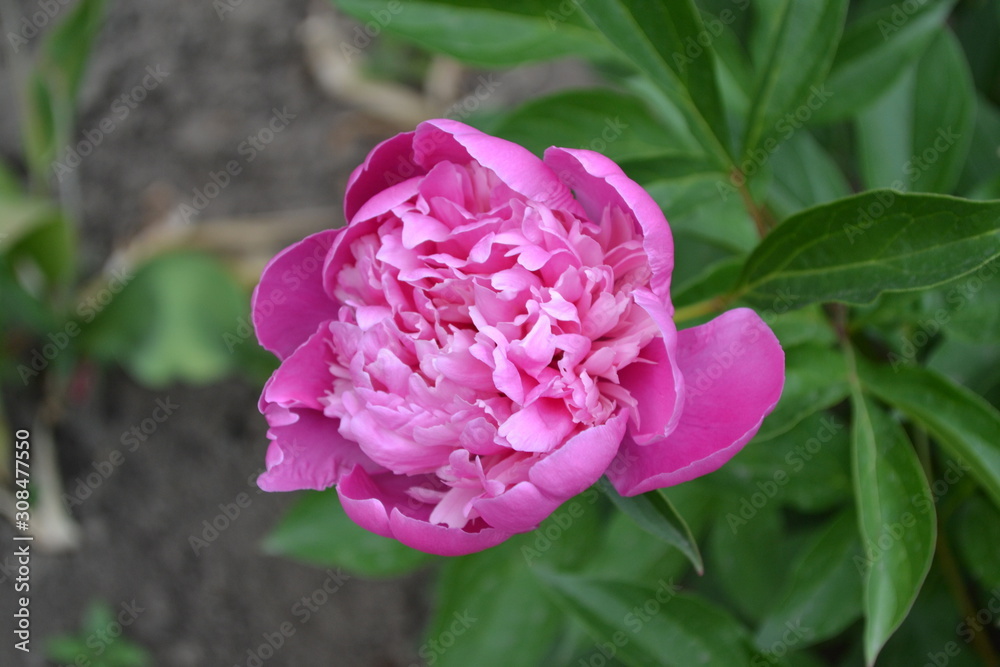 Gardening Home garden, flower bed. House, field, farm. Green leaves, bushes. Flower Peony. Paeonia, herbaceous perennials and deciduous shrubs. Pink flowers Gardening Home garden, flower bed. House, field, farm. Green leaves, bushes. Flower Peony. Paeonia, herbaceous perennials and deciduous shrubs. Pink flowers